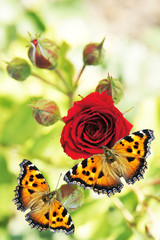 red  roses, heart, flowers, vintage cards