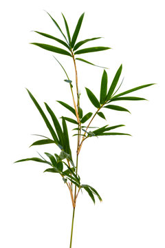 bambou, fond blanc 