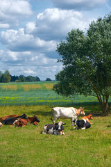 Cows on a green field and blue sky.