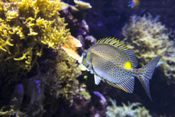 Naklejka na ściany i meble Coral fish in the deep blue sea 