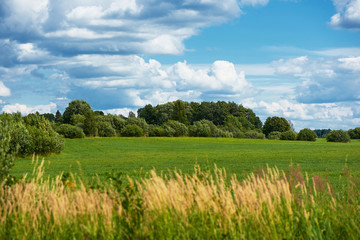 Grass green field and blue sky with clouds. Agriculture.