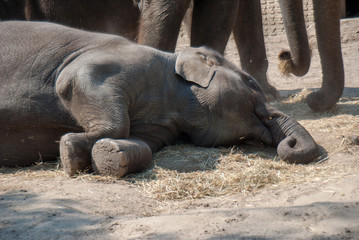 Indian elephant lying on the ground relaxing in the sun
