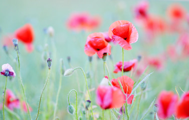 Fototapeta na wymiar Beautiful Red Poppies Flowers Field Blooming Sunset Latvia 