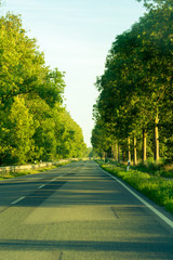 Fototapeta na wymiar A roadway in Germany and growing trees with green leaves