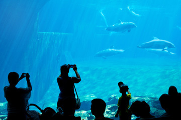 dolphins in a swimming pool, dolphin show watching by the silhouettes of the visitors