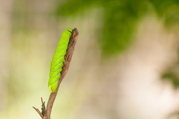 Green Caterpillar