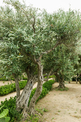 Olives on olive tree