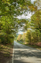 Fototapeta premium Forest of Dean in the autumn of the Gloucestershire countryside of the United Kingdom.