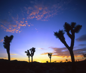 Joshua trees at sunset