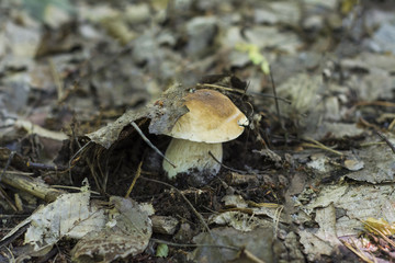 A beautiful white fungus grows in the forest.
