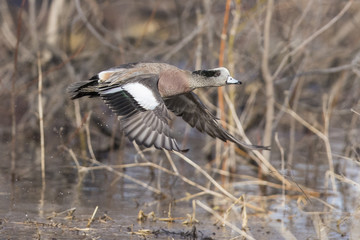 Beauriful male american wigeon duck in spring
