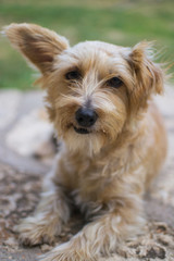 Perro tumbado en jard&iacute;n