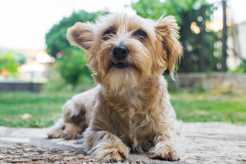 Perro tumbado en jardín