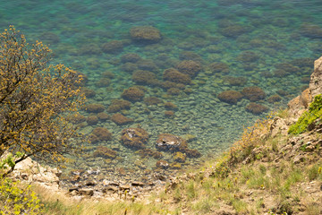 Beautiful aquamarine underwater world. Transparent water and unusual algae off the coast