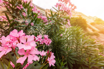 Fototapeta na wymiar Pink oleander or Nerium flower