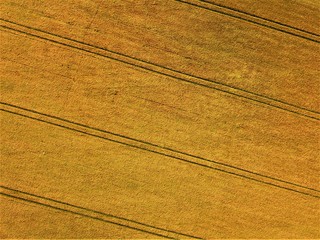 Aerial photo of a wheat field