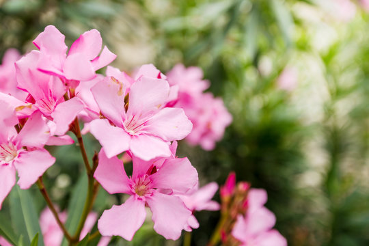 Pink oleander or Nerium flower