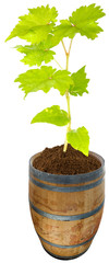  jeune cep de vigne sur tonneau, fond blanc 