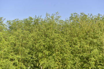 Field of an ambrosia plant