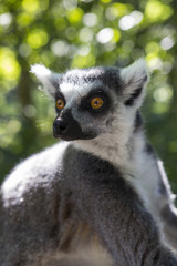 Obraz premium Grey animal in a park 