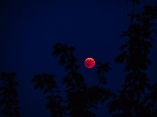 red full moon seen behind tree blood mon from 2018