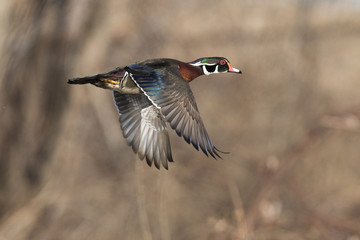 beautiful wood duck in flight
