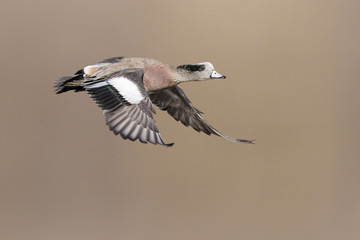 Beauriful male american wigeon duck in spring