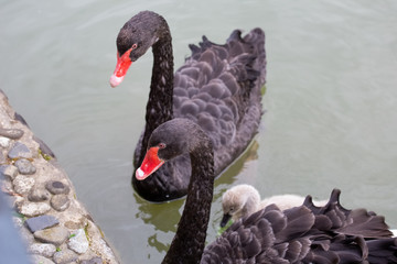 Fototapeta premium black swans on the pond