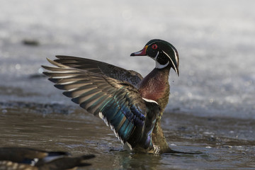beautiful wood duck in spring