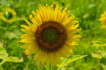 丹生湖ひまわり畑