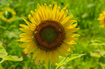 丹生湖ひまわり畑