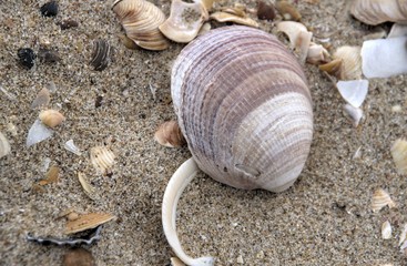 sea shell at the beach