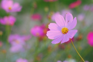 pink cosmos flower blooming in the field.
