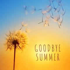 Silhouette of dandelion against the backdrop of the setting sun. Macro photography with text Goodbye Summer.
