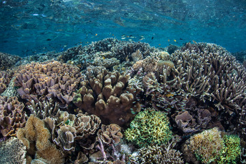 Naklejka na ściany i meble Diverse Coral Reef in Komodo National Park