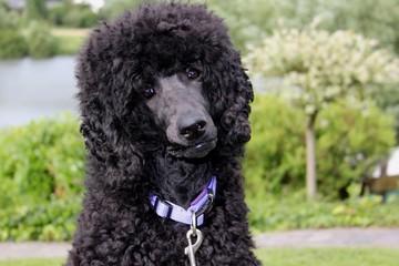 Schwarzer Hund Pudel Portrait