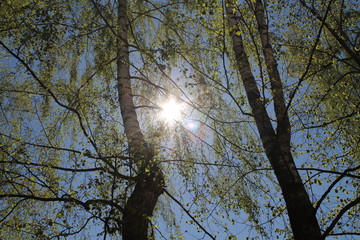 nature