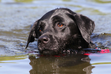 Portrait von schwimmendem Hund Labrador Retriever schwarz
