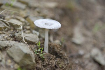 Poisonous fungus on the forest path