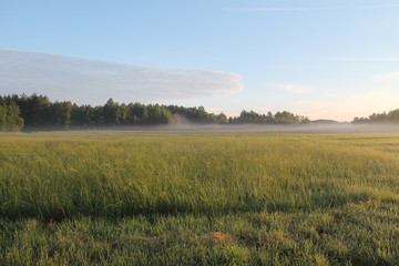 Fototapeta premium nature
