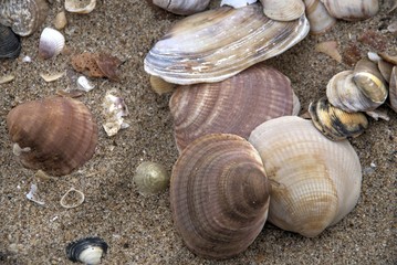 sea shell at the beach