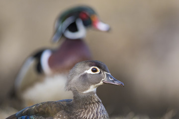 beautiful wood duck in spring