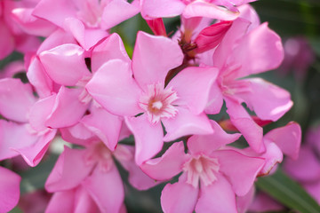 Fototapeta na wymiar Bush with gently pink flowers