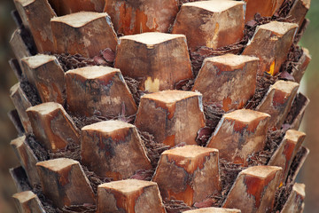 close up texture of palm tree trunk © sakhorn38