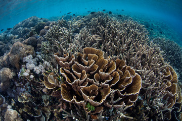 Naklejka na ściany i meble Fragile Coral Reef in Komodo National Park