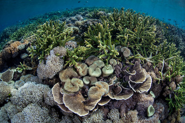 Beautiful and Diverse Coral Reef in Tropical Pacific
