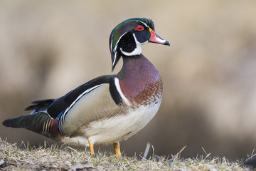 beautiful wood duck in spring