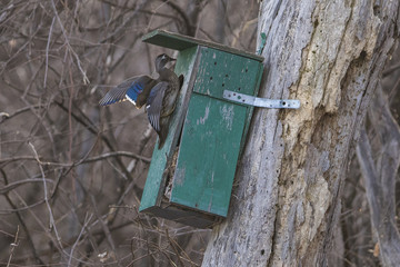 wood duck 