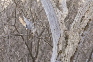 Obraz premium wood duck nesting