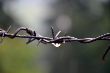 Obraz premium Water drop on barbed wire